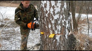 STIHL MS 362 Chainsaw Felling Dangerous Tree  Jak na kácení stromu nakloněného na opačnou stranu [upl. by Elleb]