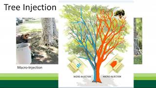 California Pest Management Polyphagous Shot Hole Borer and Gold Spotted Oak Borer [upl. by Sisco]