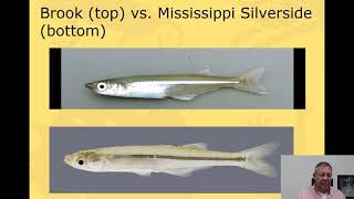 Ichthyology Lecture 30  KY Families  Silversides [upl. by Enala]