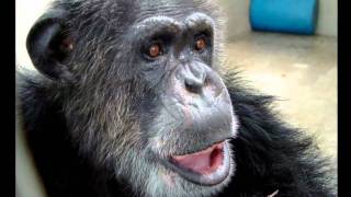 Superstar Tarzan chimp Cheetah dies [upl. by Wiener]