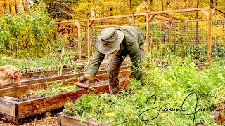 Growing Huge Carrots and The Importance of Good Soil [upl. by Avla]