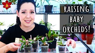 How to get an Orchid collection on a budget  New Orchid seedlings repotting amp Care Tips [upl. by Shedd454]