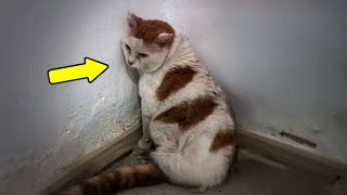 A 10 yo Cat Abandoned Stays at the Owners Door Unwilling to Leave The Reason Will Make You Cry [upl. by Egroj]