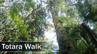 Totara Walk Waikato New Zealand  4K [upl. by Trevethick]