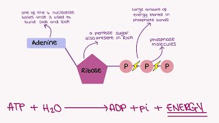 AQA A LEVEL BIOLOGY TOPIC 16  ATP [upl. by Obeng]