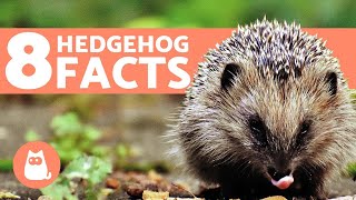 8 FACTS About Hedgehogs You Should Know [upl. by Auqenet]