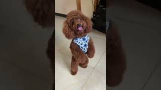 Cute Poodle Dog Dancingshorts [upl. by Benjamen]