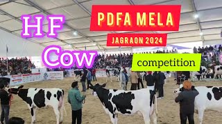 PDFA Mela jagraon 2024 hf cow competition [upl. by Elyrpa]