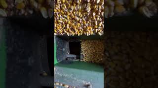 Corn corn farming america [upl. by Ayrolg651]