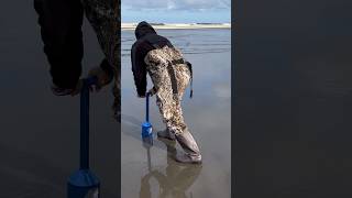 Digging razor clams [upl. by Wickham]