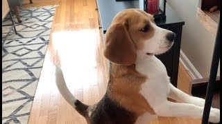 18 sounds a beagle makes in under 4 minutes [upl. by Notslar]