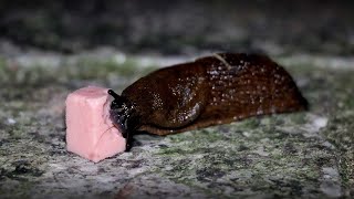 Slug vs Meat Cube Time Lapse [upl. by Almat]