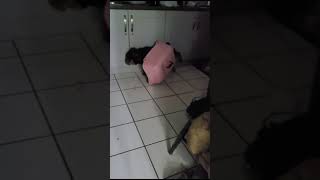 Dog Gets Head Stuck After Chasing Cats [upl. by Bowe293]