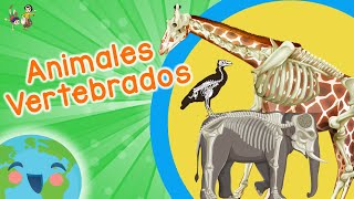 10 Anfibios mas hermosos del mundo CUARTO DE REPTILES [upl. by Lenes]