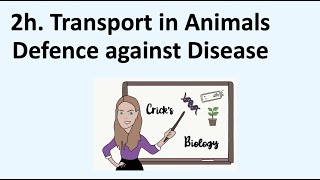 Defence Against DiseaseBiology iGCSE Edexcel Unit 2h Transport in AnimalsCricks Biology [upl. by Sonahpets]