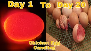 Chicken Egg CandlingDay 1 to Day 20 incubation PeriodVlog74 [upl. by Lorac]