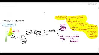 121 Introduction to Respiration Why do we need ATP Cambridge AS A Level Biology 9700 [upl. by Nodnil463]