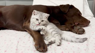 Funny Moment Giant Retriever Is a Soft Pillow for the Cutest Kitten [upl. by Grimbly]