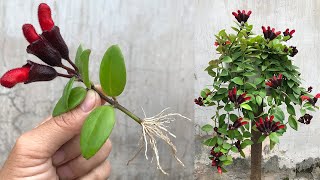 How to propagate Aeschynanthus lobbiana quickly by flower cuttings [upl. by Persons]