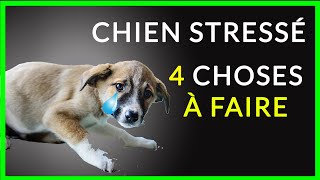 Chien stressé et anxieux  comment lapaiser et le calmer rapidement 4 solutions et calmants [upl. by Caplan]