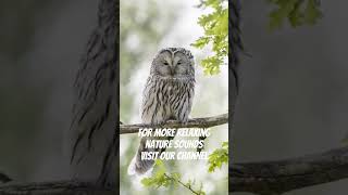 Owly howly owlsounds owl sleepyowl nature owlforest animals relaxingsounds nature chill [upl. by Gerius]