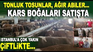 Kars boğaları tonluk kurbanlıklar satışta  İstanbula çok yakın  Cihan Besicilik Kocaeli Gebze [upl. by Swehttam]