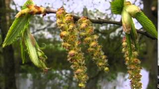 Hornbeam  Carpinus betulus [upl. by Merridie]