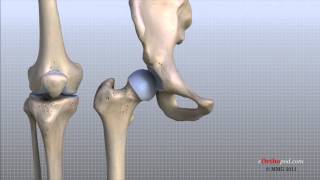 Knee Anatomy Animated Tutorial [upl. by Ruhtracam211]