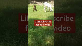 GoatshttpsyoutubecomgoatfarmisiWb5JbdIXKDdyD0MManimals nature [upl. by Roydd]