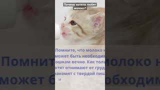 Почему котята любят молоко [upl. by Ilek]