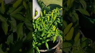 Spicy Tabasco peppers  Hot chilli  Container gardening kitchengarden [upl. by Suellen]