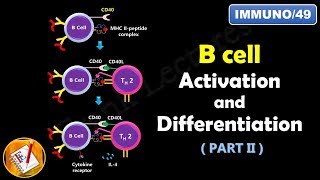 B cell Activation and Differentiation  PART 2  T Dependent Activation FLImmuno49 [upl. by Derron]