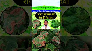 कपास का पत्ती झुलसा की बेस्ट दवा  Kapas ki kheti  Kapas ki dawai  Leafhopper control  shorts [upl. by Suired]