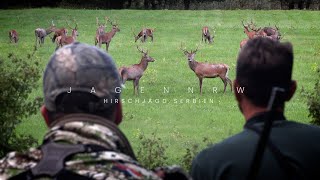 So viel Rotwild  Hirschjagd im Urwald – jagenNRW story 24 [upl. by Ahsinnek164]