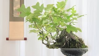 Parthenocissus Quinquefolia Bonsai Tree [upl. by Bendicta]