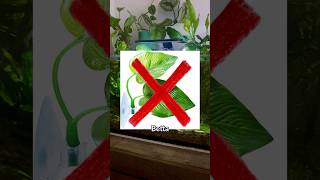 Top 5 BEST Plants For Betta Fish [upl. by Brothers]