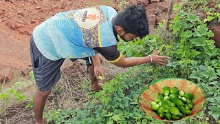 सड्यावर फिरून आणली पावसाळ्यात मिळणारी काटला कोकणातील रानभाजी  Traditional kokan TejaGurav [upl. by Va867]