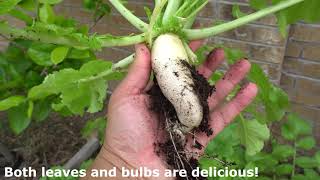 Growing Daikon Radish For Leaves amp Bulbs [upl. by Meter978]