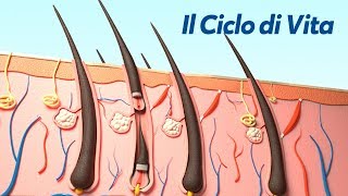 Il Ciclo di Vita del Capello [upl. by Airb603]