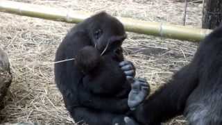 Mom gorilla never let the babys feet Baby gorilla scrambleお母さんは赤ちゃんの足を離さない。ゴリラの赤ちゃん争奪戦。 [upl. by Loren]