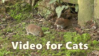 Cat and Mouse TV  Videos for Cats to Watch Mice [upl. by Varden810]