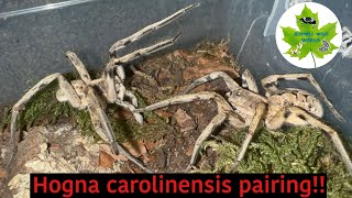 Giant Wolf Spider pairing Hogna carolinensis [upl. by Etan939]