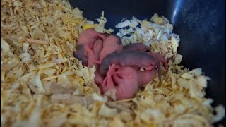 MORE NEW BABY ANIMALS BORN ON THE RANCH [upl. by Coster]