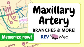 Maxillary Artery Memorize Branches Under 2 mins [upl. by Sheehan547]