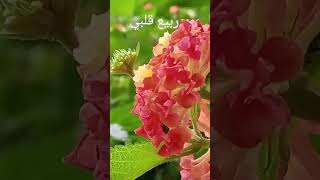 أزهر حزني [upl. by Harp]