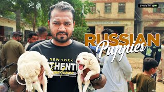 Saddar Dogs Market  Latest Update 13102024  Shitzu  Russian Puppies [upl. by Kaz810]