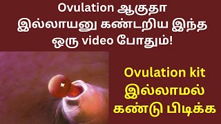 Ovulation kit இல்லாமல் ovulationனை கண்டறிய இந்த ஒரு video போதும்😮 [upl. by Nomad]