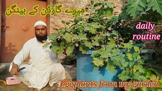 mere garden ke bainganeggplants from my gardenImtiaz Ali Sangi vlog of Pakistan 🌹❤️🤩 [upl. by Cimbura774]