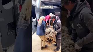 social workers helped and saved a Lamb in distressanimals shorts short viralshorts viralvideos [upl. by Aihsotan]