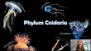 Phylum Cnidaria The Things that Sting [upl. by Yelrahc]